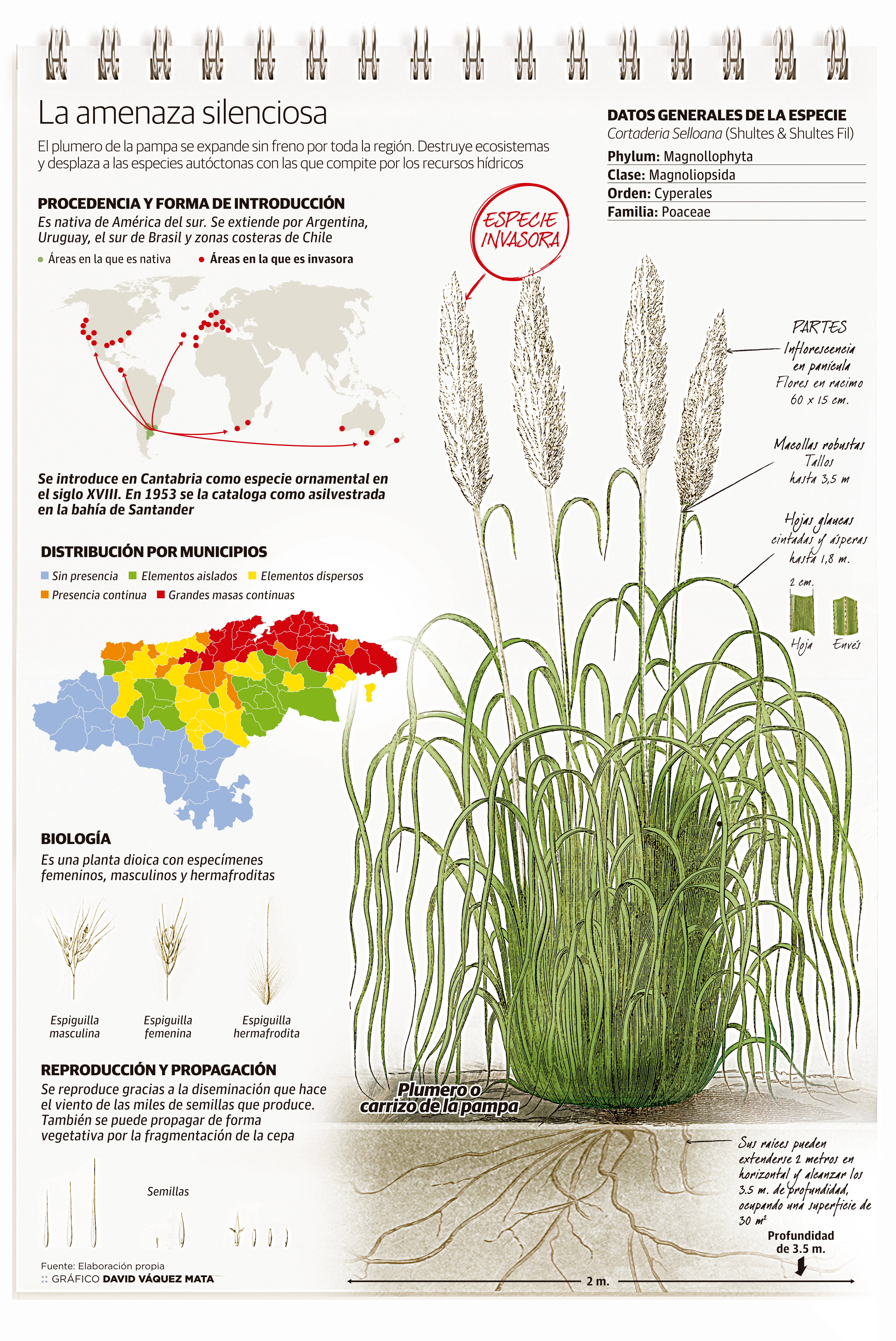 La amenaza silenciosa de los plumeros
