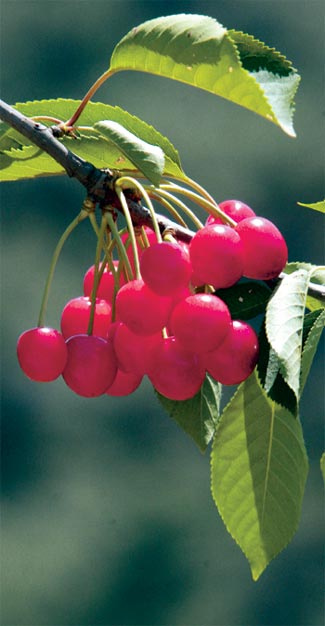 Cerezas en el barrio de Dos Amantes 