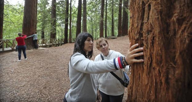 Dos visitantes del bosque de las Secuoyas de Cabezón de la Sal observan el deterioro que presenta uno de los árboles en su corteza. 