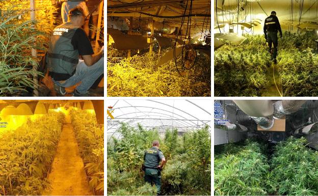 La Guardia Civil interviene en 15 días más de 2.500 plantas de marihuana en Cantabria
