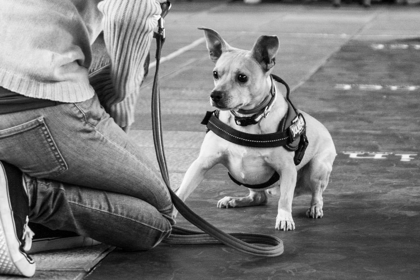 El centro comercial celebró la décima edición de este evento que premió a los perros más bonitos, simpáticos y educados