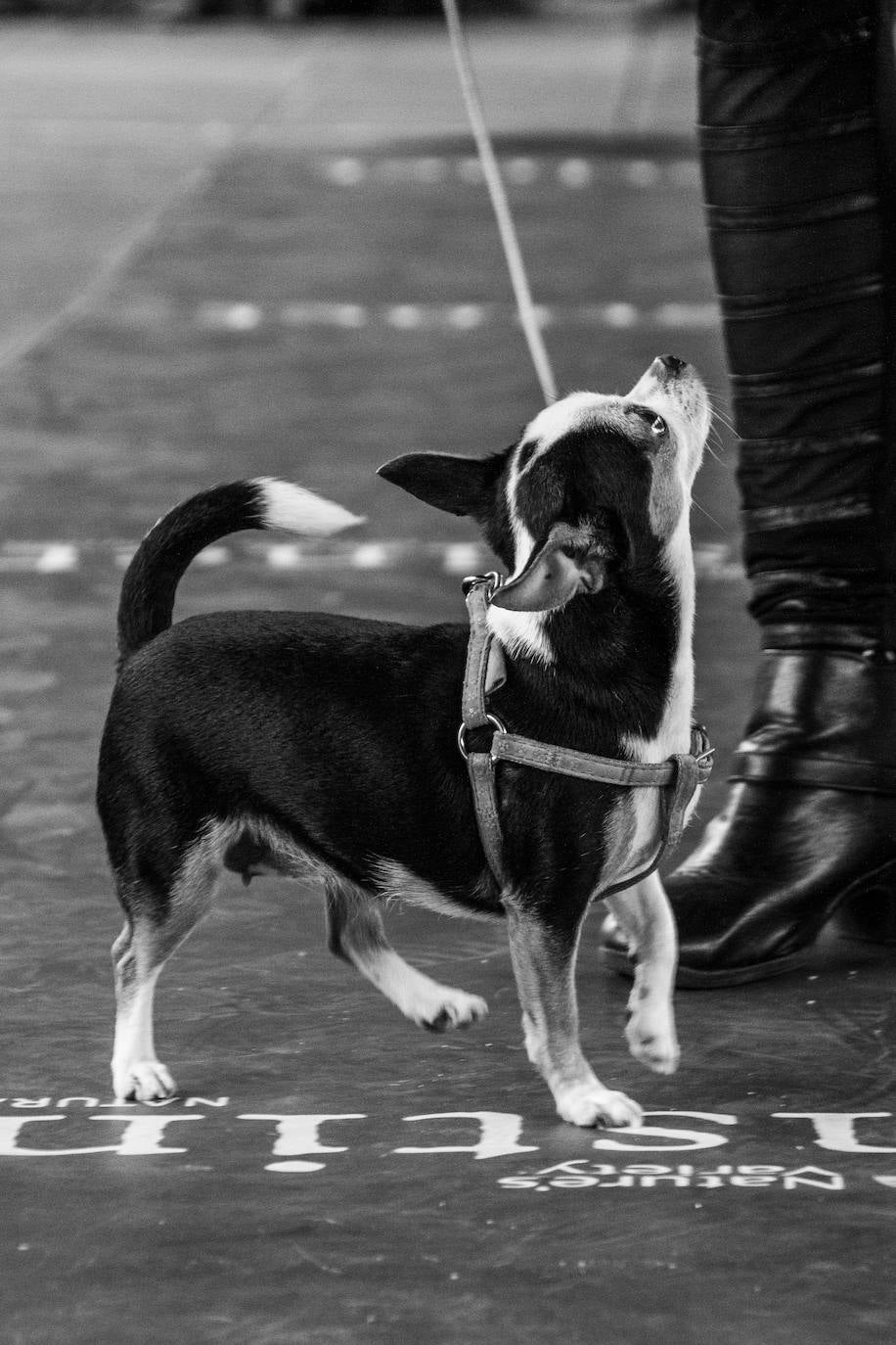 El centro comercial celebró la décima edición de este evento que premió a los perros más bonitos, simpáticos y educados