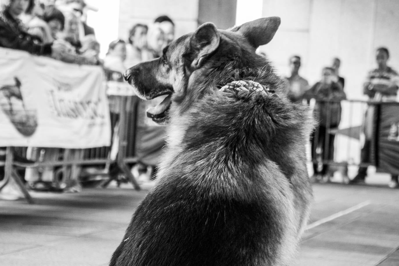 El centro comercial celebró la décima edición de este evento que premió a los perros más bonitos, simpáticos y educados