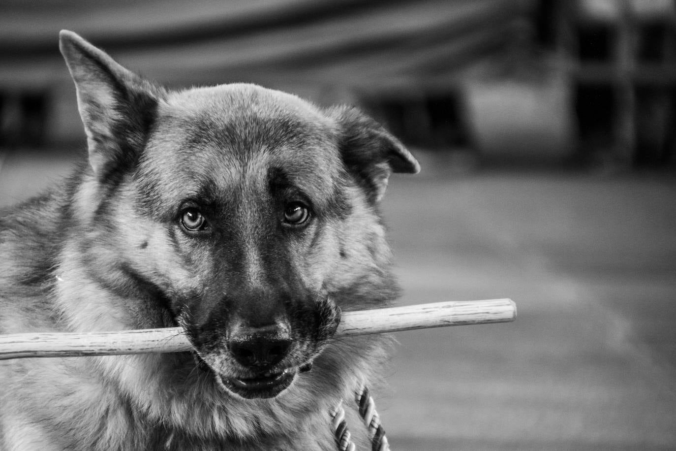 El centro comercial celebró la décima edición de este evento que premió a los perros más bonitos, simpáticos y educados