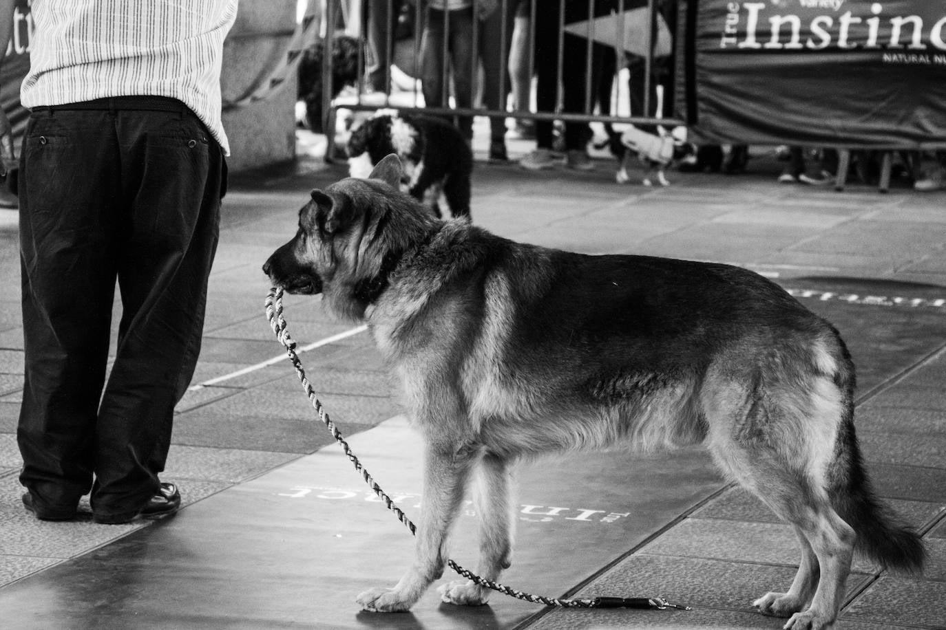 El centro comercial celebró la décima edición de este evento que premió a los perros más bonitos, simpáticos y educados