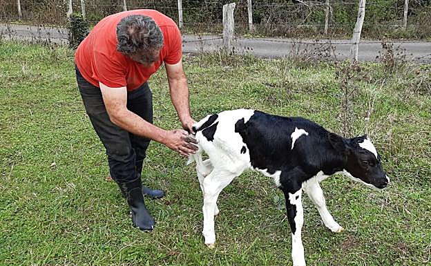El ganadero observa la quinta pata del animal