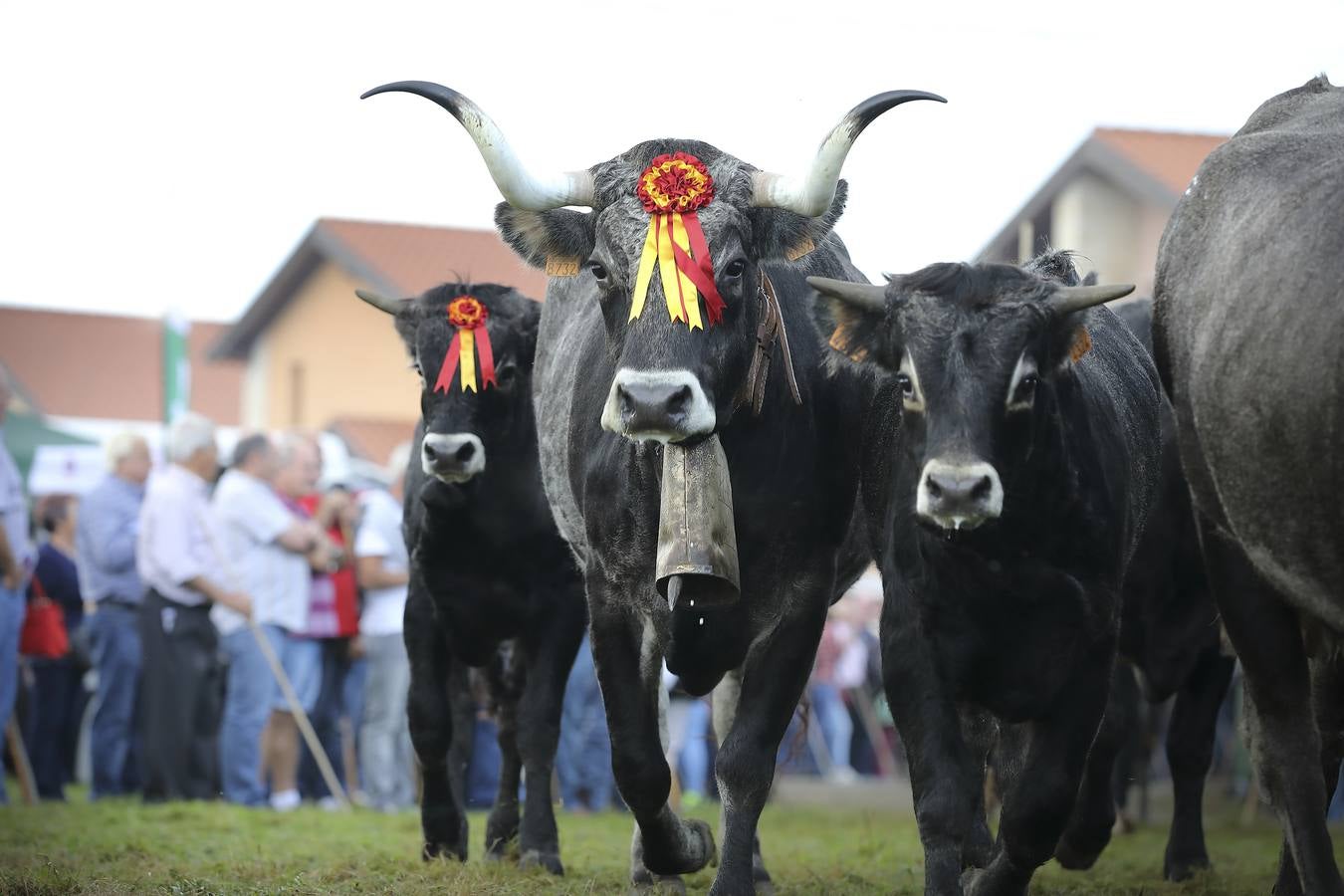 Fotos: Olimpiada del Tudanco en Cabezón de la Sal