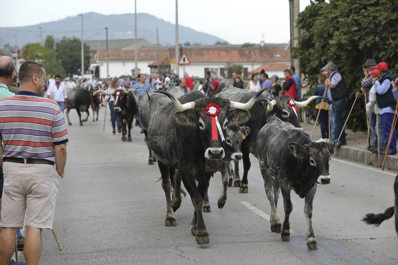 Fotos: Olimpiada del Tudanco en Cabezón de la Sal