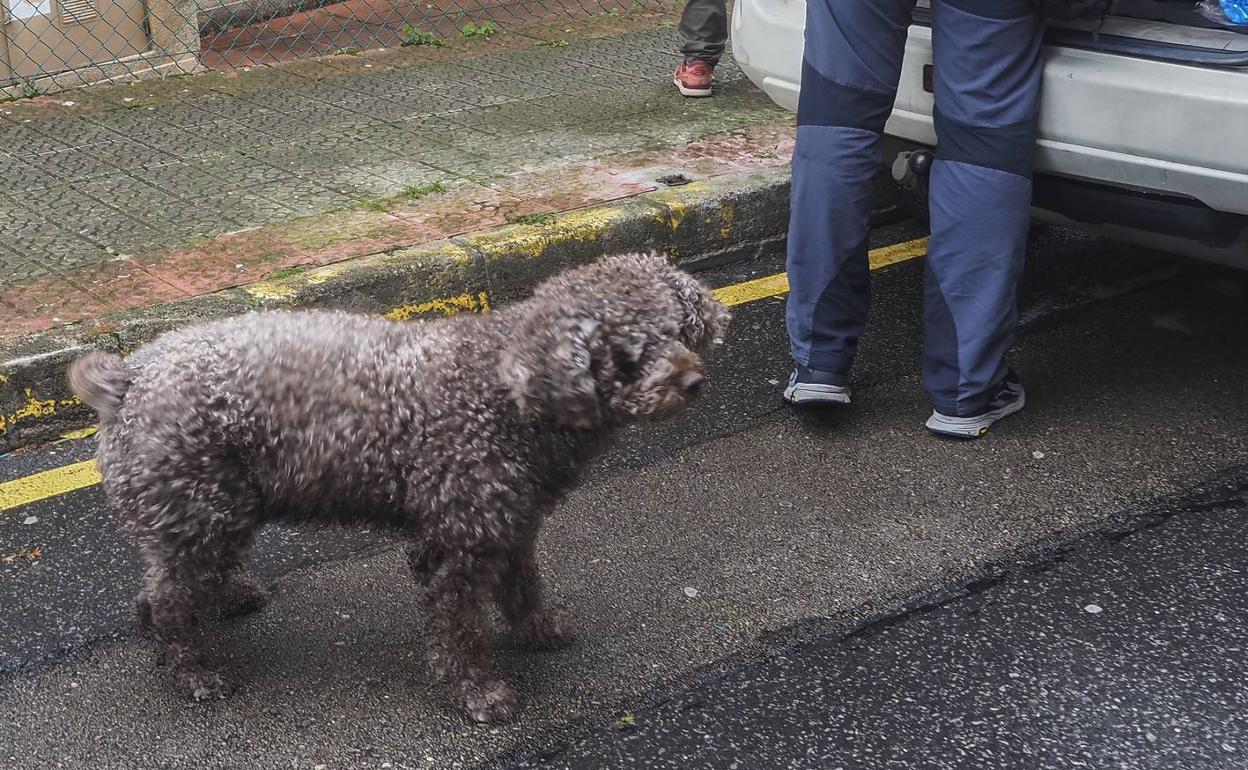 Imagen del animal hace unos días en Castro Urdiales.