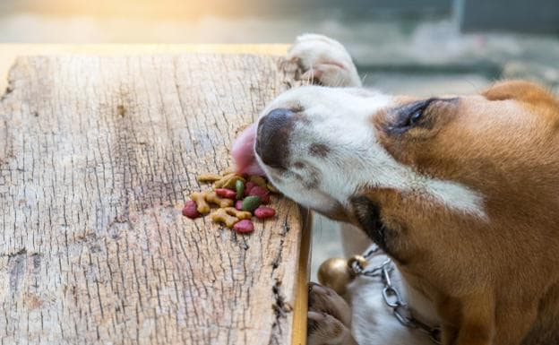 ¿Son buenos los subprobuctos en la alimentación de nuestra mascota?