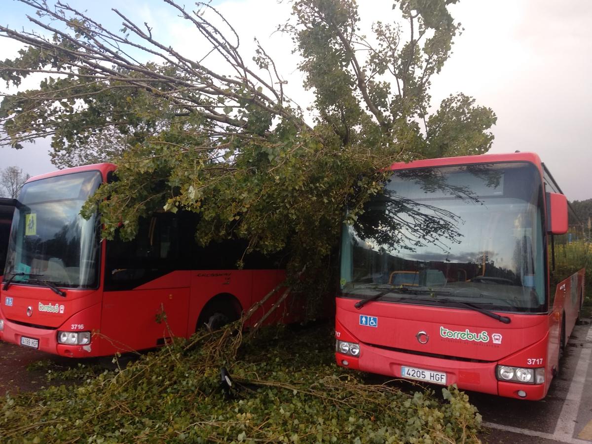 Varios árboles cayeron sobre los autobuses de Torrelavega.