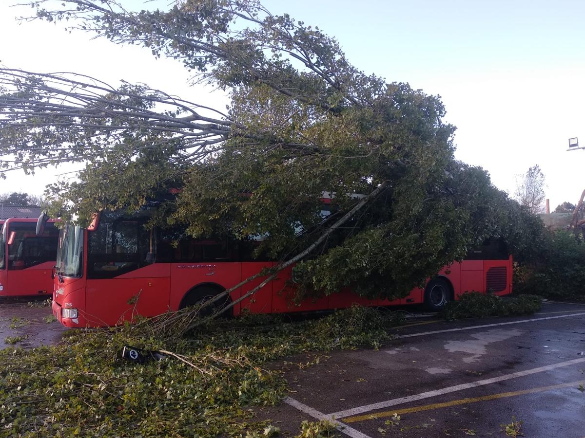 Varios árboles cayeron sobre los autobuses de Torrelavega.