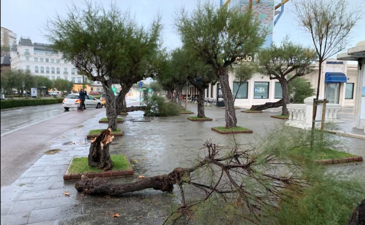 Uno de los numerosos árboles que han caído en la ciudad, en El Sardinero.