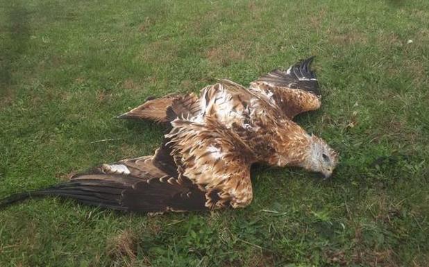 Una de las rapaces muertas por la posible ingestión de veneno en la zona de Valdeolea. 