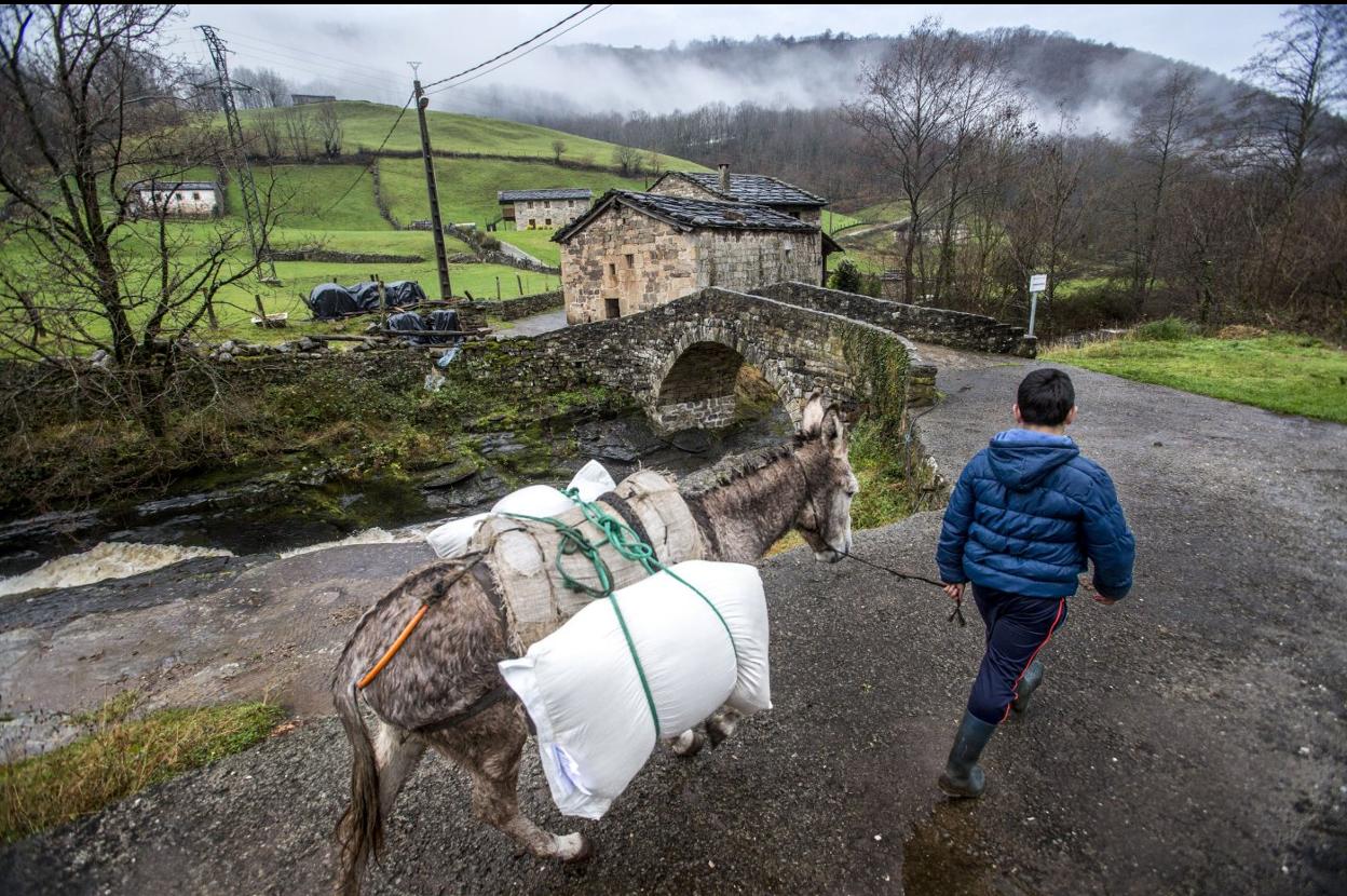 Un niño lleva pienso junto a su burro en la capital pasiega de Vega de Pas.