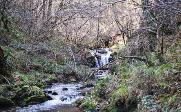 Hermosa ruta por el concejo de Piloña que regala múltiples cascadas y saltos de agua. 