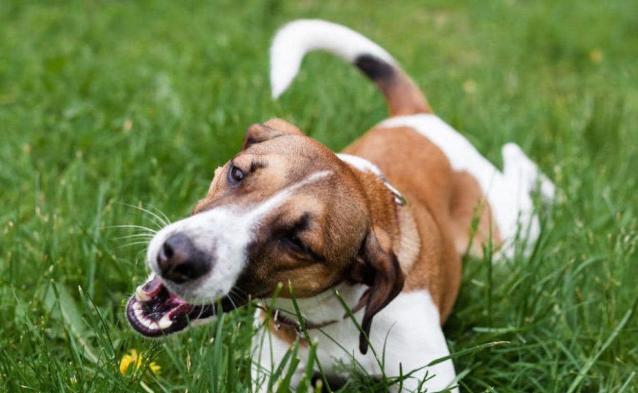 Remo Cuando pequeño Los perros comen hierba para purgarse? | El Diario Montañés