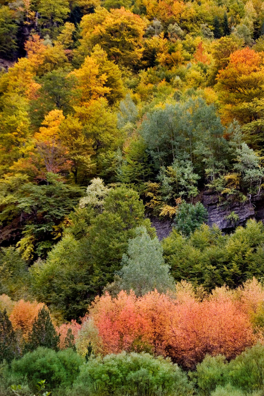 Los colores del otoño dan una gran belleza al bosque