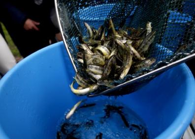 Imagen secundaria 1 - Imágenes de la suelta de salmones realizada en el río Besaya a la altura de La Viesca.