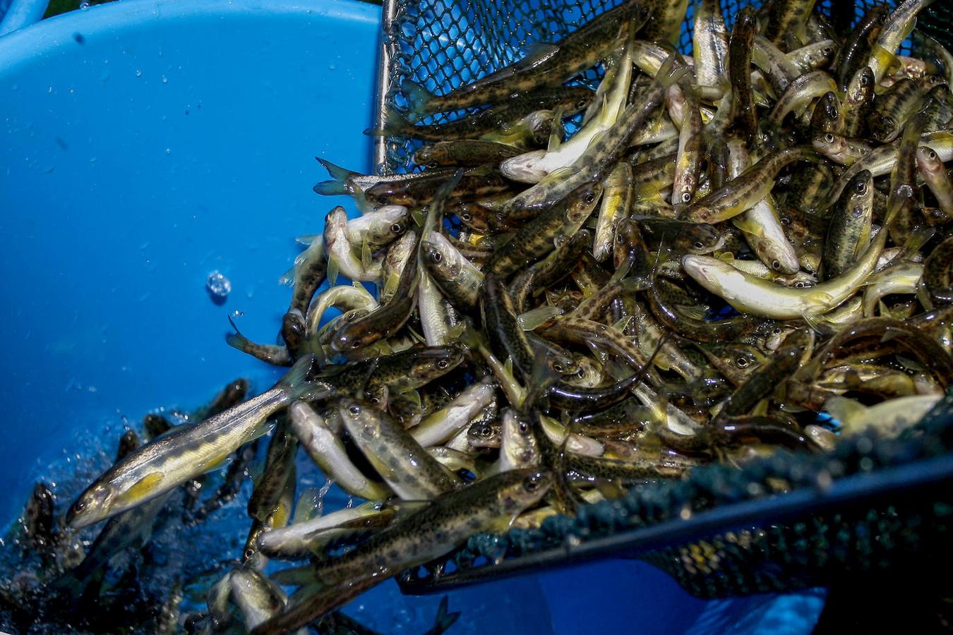 Alumnos del colegio San Agustín de Santander han colaborado en la suelta de salmones en el río Besaya.