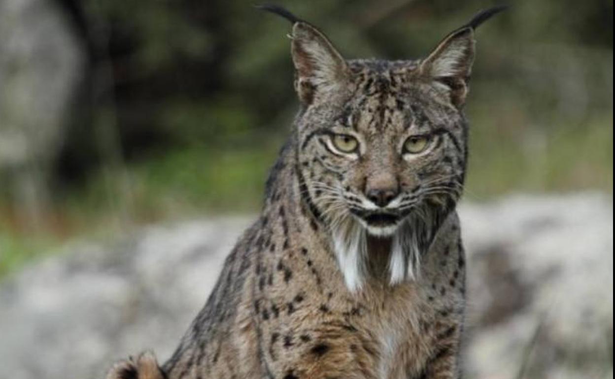 Un lince ibérico.