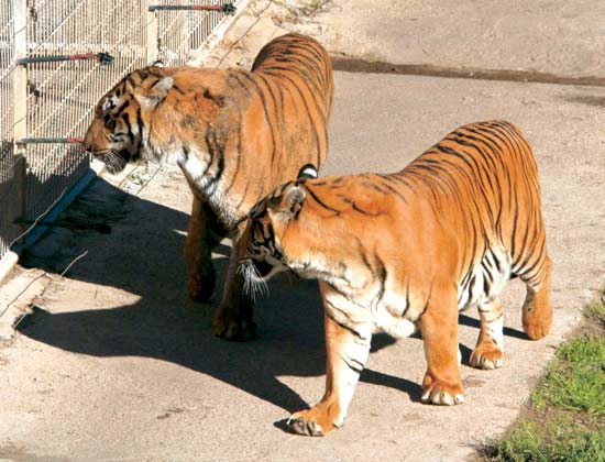 Imagen principal - Dos ejemplares de tigres, en el Parque de la Naturaleza de Cabárceno. Un grupo de elands, el mayor de los antílopes, en Cabárceno. Ejemplar de jirafa.