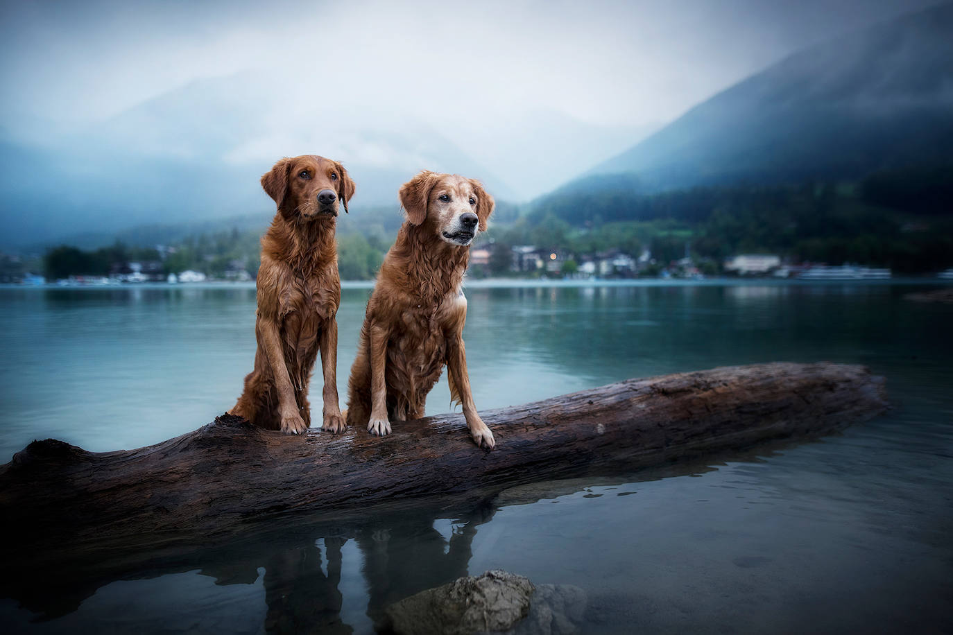 La fotógrafa austriaca ha sido galardonada este año como 'Mejor fotógrafa de perros 2019' en la categoría 'Perros rescatados', del concurso organizado por el Kennel Club Charitable Trust.