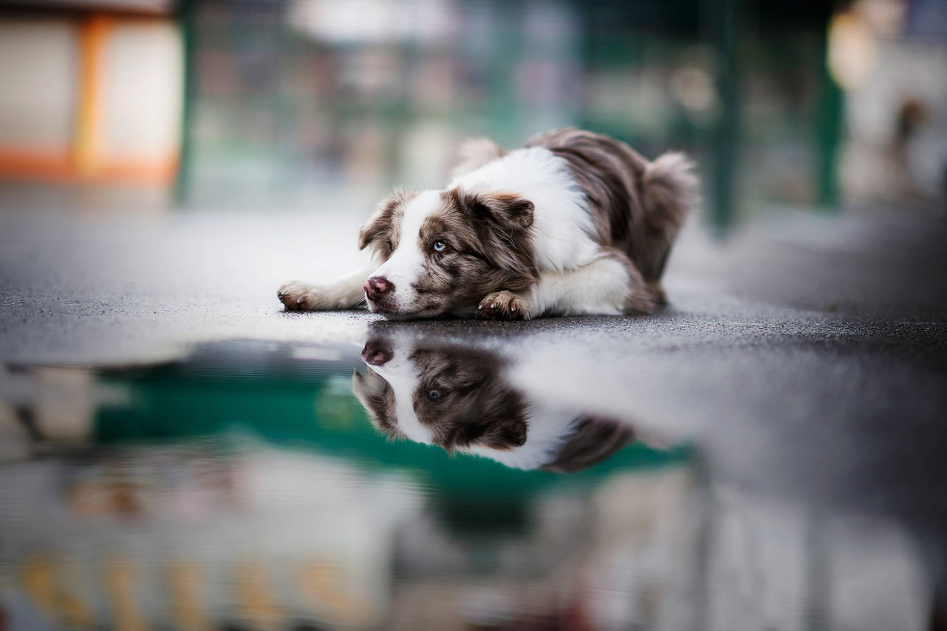 La fotógrafa austriaca ha sido galardonada este año como 'Mejor fotógrafa de perros 2019' en la categoría 'Perros rescatados', del concurso organizado por el Kennel Club Charitable Trust.