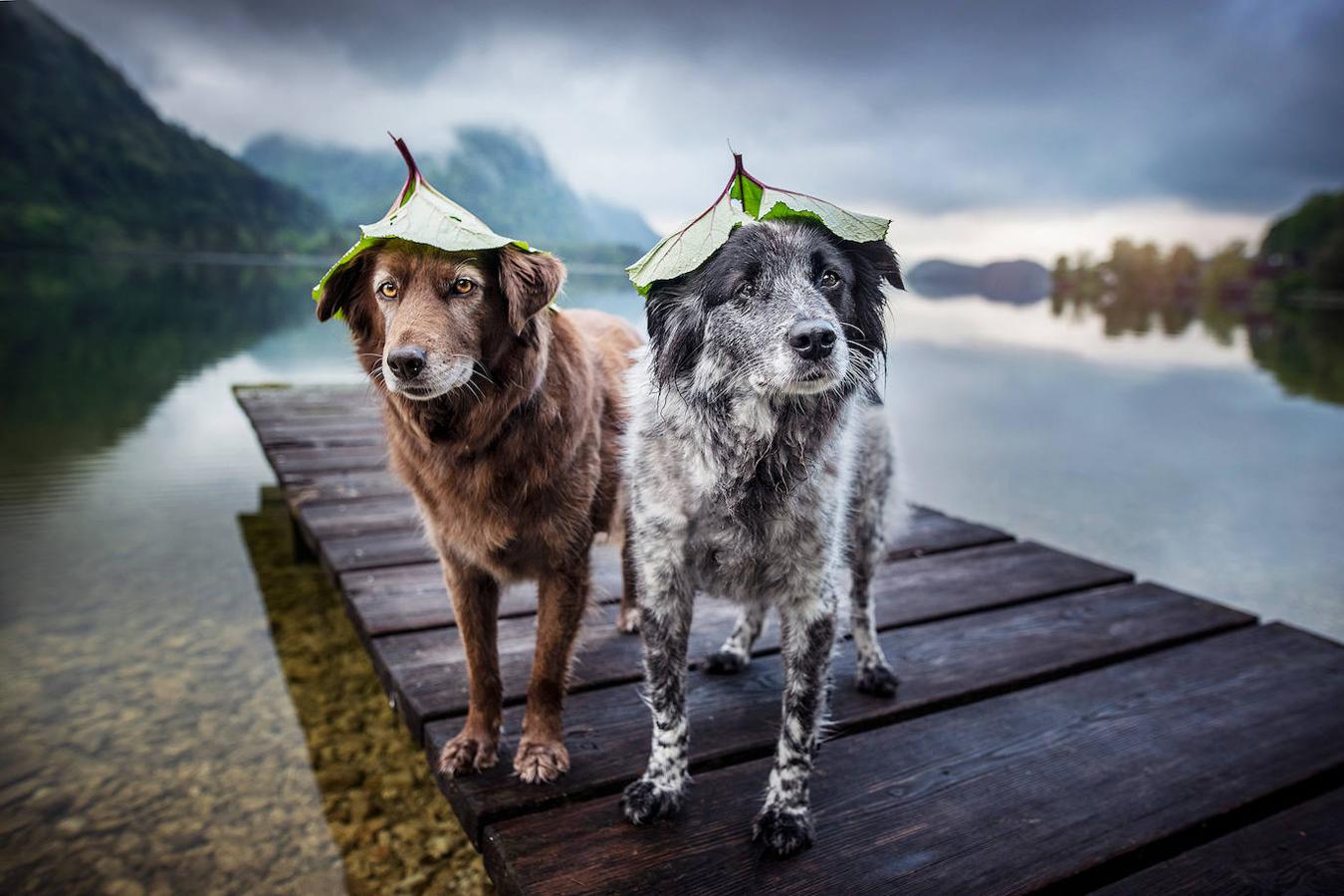 Fotos: Las mejores fotos de perros a través del objetivo de Anne Geier