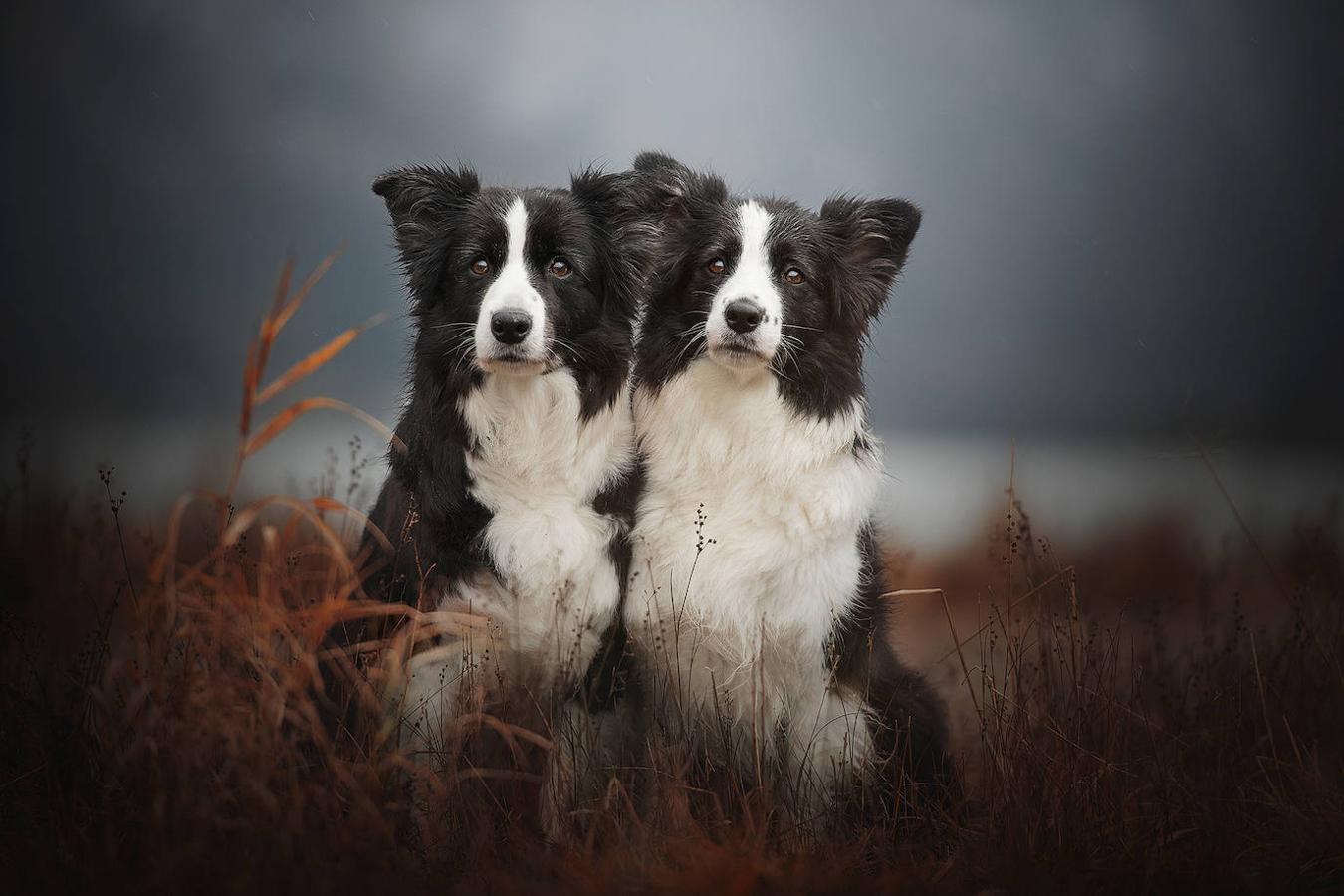 Fotos: Las mejores fotos de perros a través del objetivo de Anne Geier