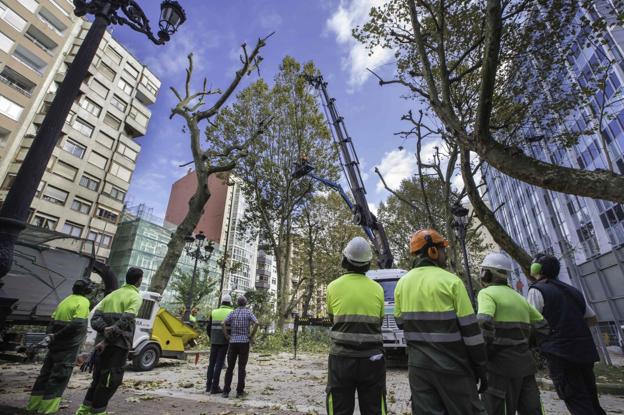 Trabajos de poda de árboles en la Alameda de Oviedo. 