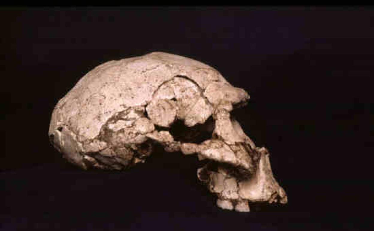 Cráneo de un 'Homo erectus'. 