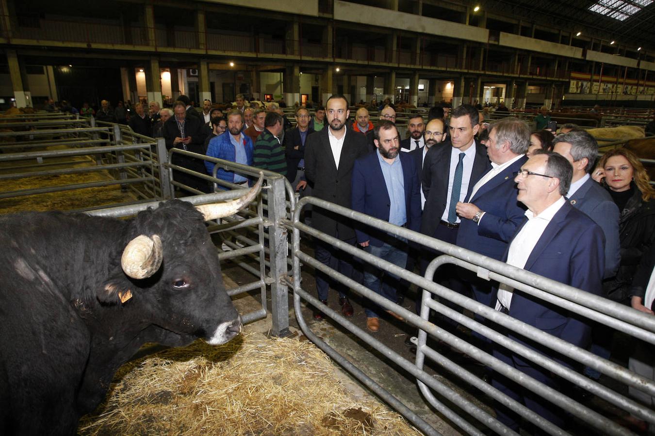 El presidente del Gobierno, Pedro Sánchez, visitó el Mercado de Ganados de Torrelavega el 12 de marzo.