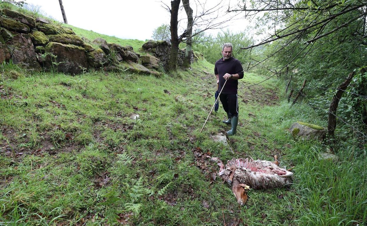 Un vecino de Ruente muestra uno de sus animales muerto por ataque de lobos en Ucieda