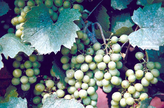 En el municipio es típico el vino verde, un caldo joven, blanco y ligeramente espumoso.