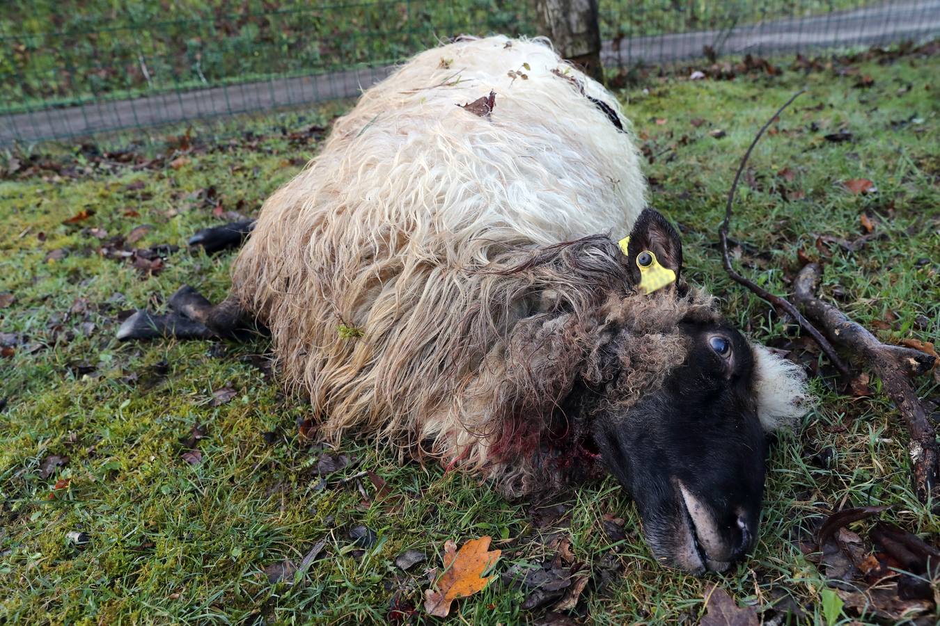 Fotos: Los lobos matan un rebaño de ovejas en Valdáliga