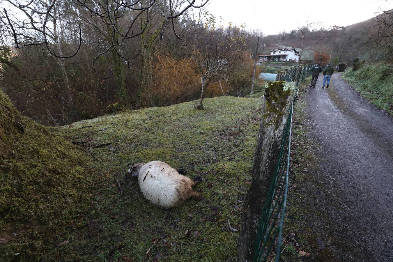 Fotos: Los lobos matan un rebaño de ovejas en Valdáliga