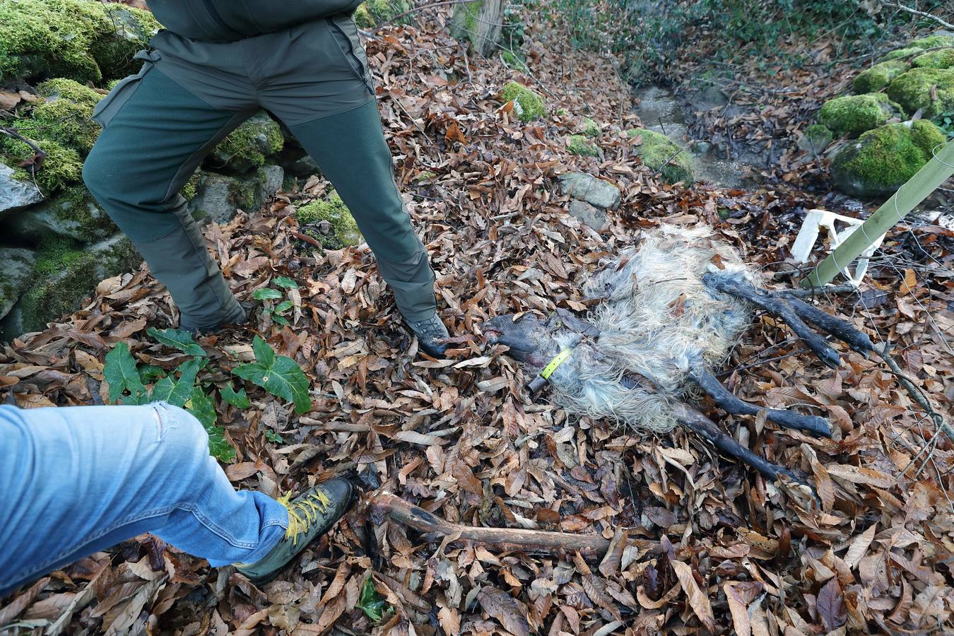 Fotos: Los lobos matan un rebaño de ovejas en Valdáliga