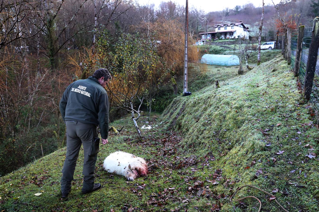 Fotos: Los lobos matan un rebaño de ovejas en Valdáliga