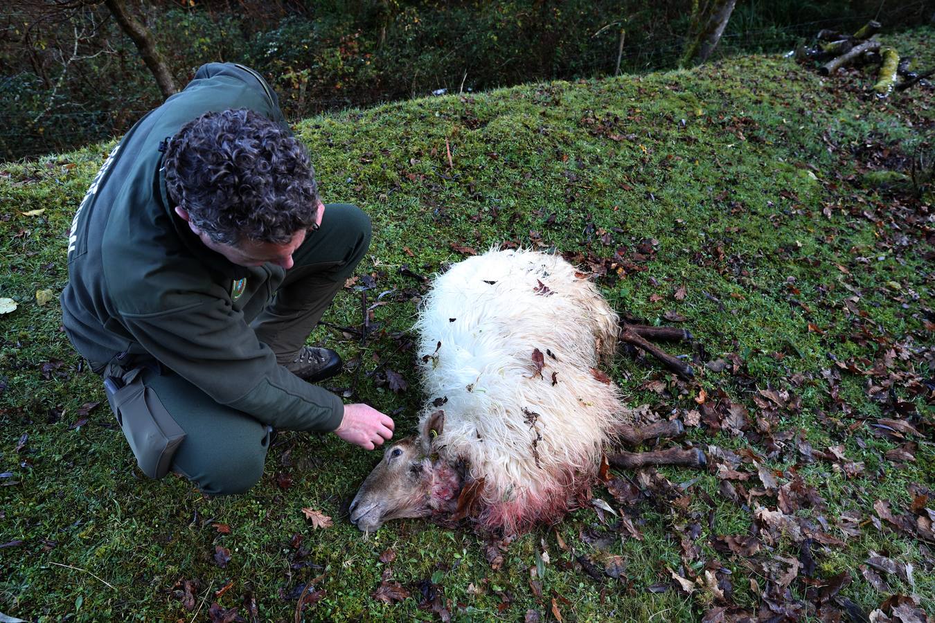 Fotos: Los lobos matan un rebaño de ovejas en Valdáliga