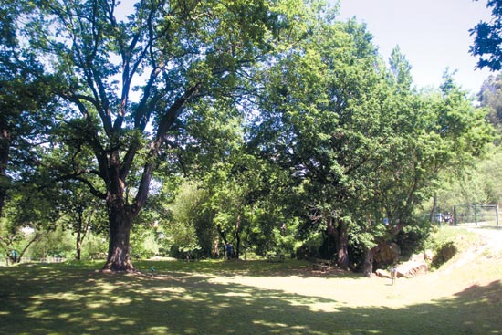 Área de acceso al Arboreto de Liendo.