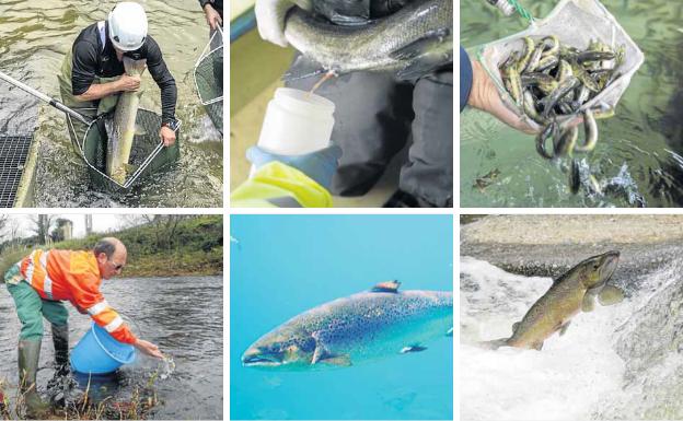 Los seis pasos del ciclo artificial del salmón.