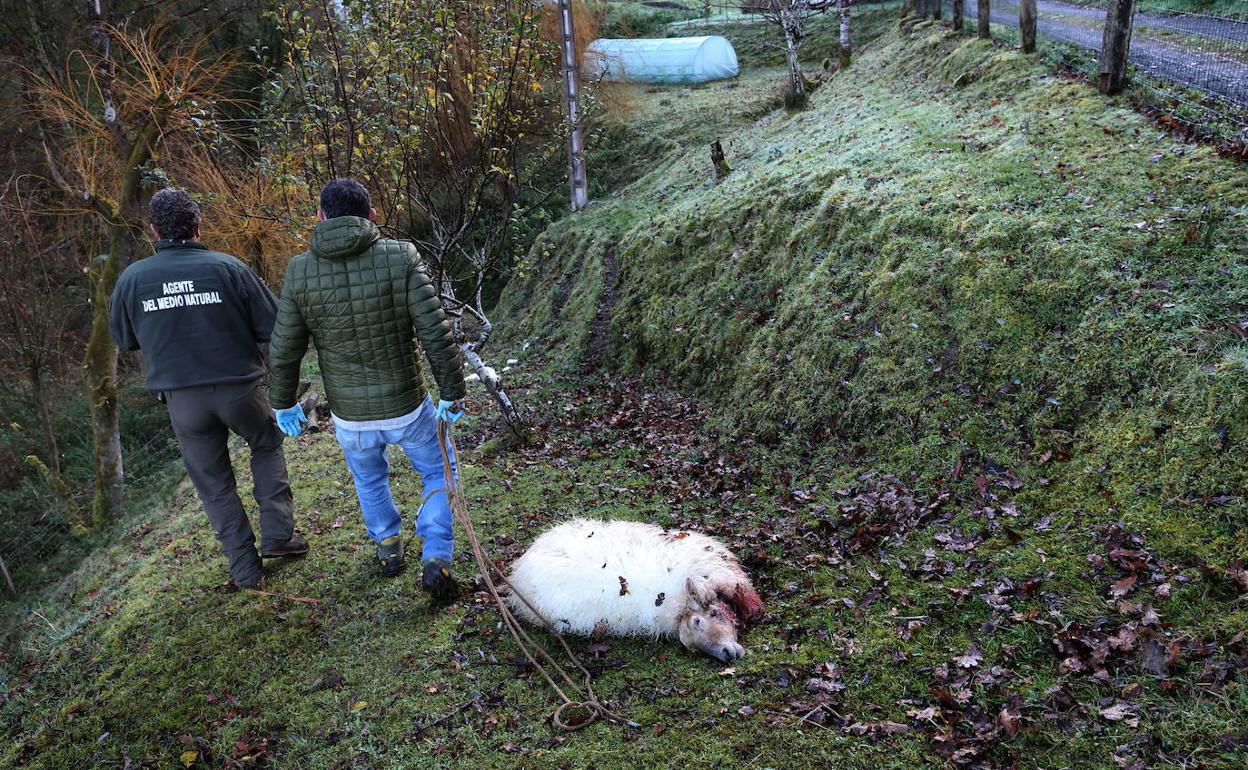 Una oveja víctima del lobo en Roiz hace pocas semanas.