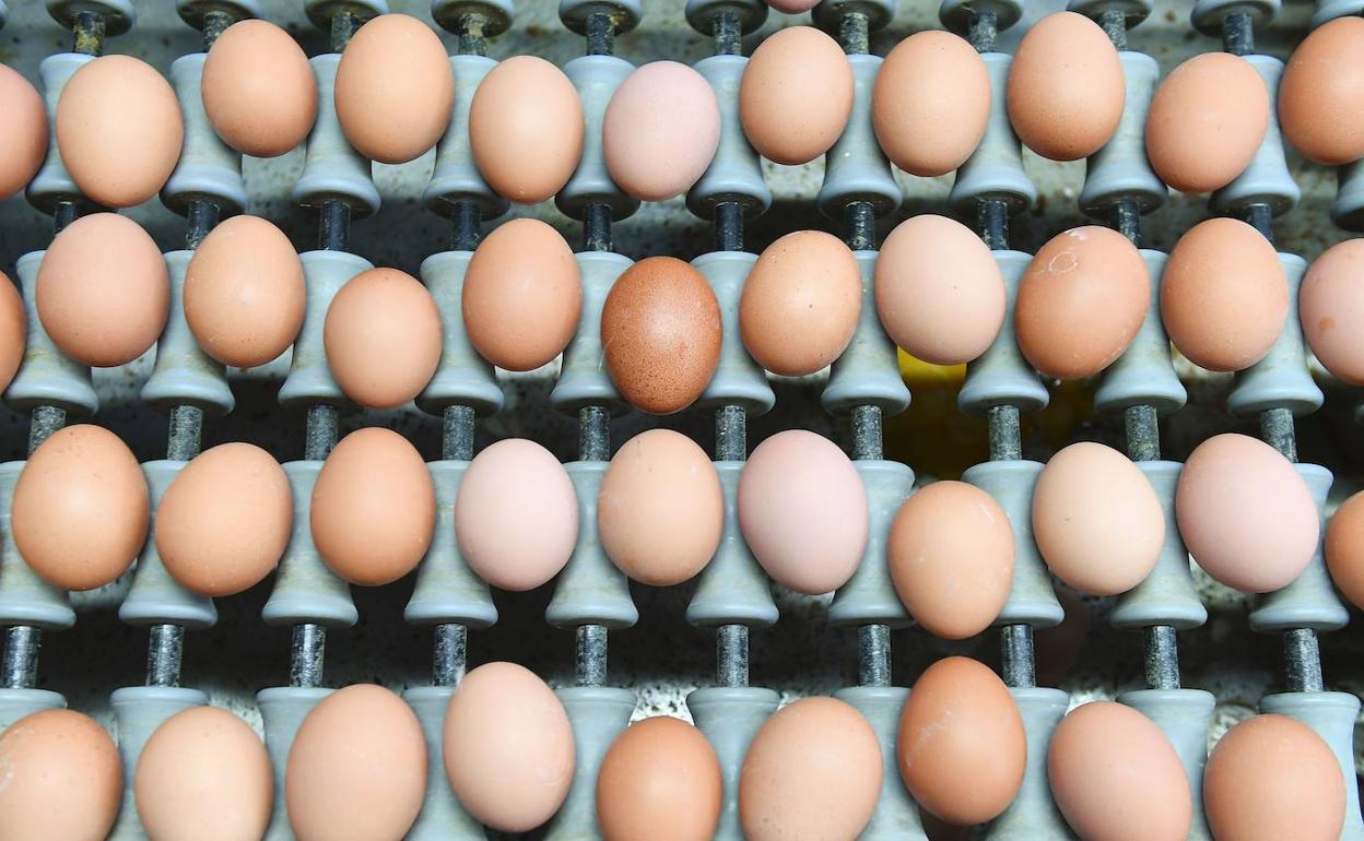 Las mejores recetas con huevo, este domingo en los quioscos de Cantabria