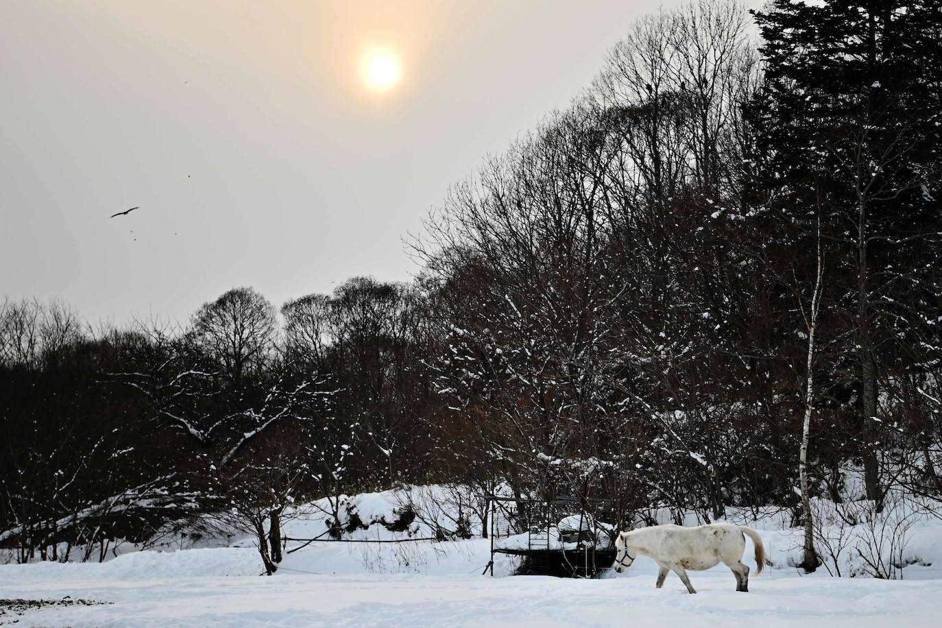 Decenas de miles de turistas se acercan cada año a Sapporo, en el norte de Japón, para contemplar las 200 esculturas de hielo presentadas durante el Festival de la Nieve, aunque esta última ha brillado por su ausencia este año. A causa de las temperaturas demasiado suaves de este año, las precipitaciones no bastaron y los organizadores se las tuvieron que ingeniar para poder construir las esculturas pese a la enorme escasez de materia prima. «La falta de nieve es inaudita. Tuvimos que traerla de lugares a los que nunca antes habíamos tenido que recurrir», como Niseko, una ciudad situada a unos 60 kiómetros de Sapporo, explica Yumato Sato, un responsable de la organización del Festival de nieve.