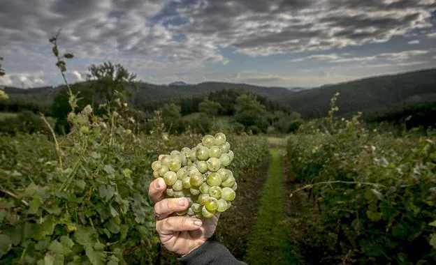 Las clases de uva que dan origen a los vinos de Cantabria