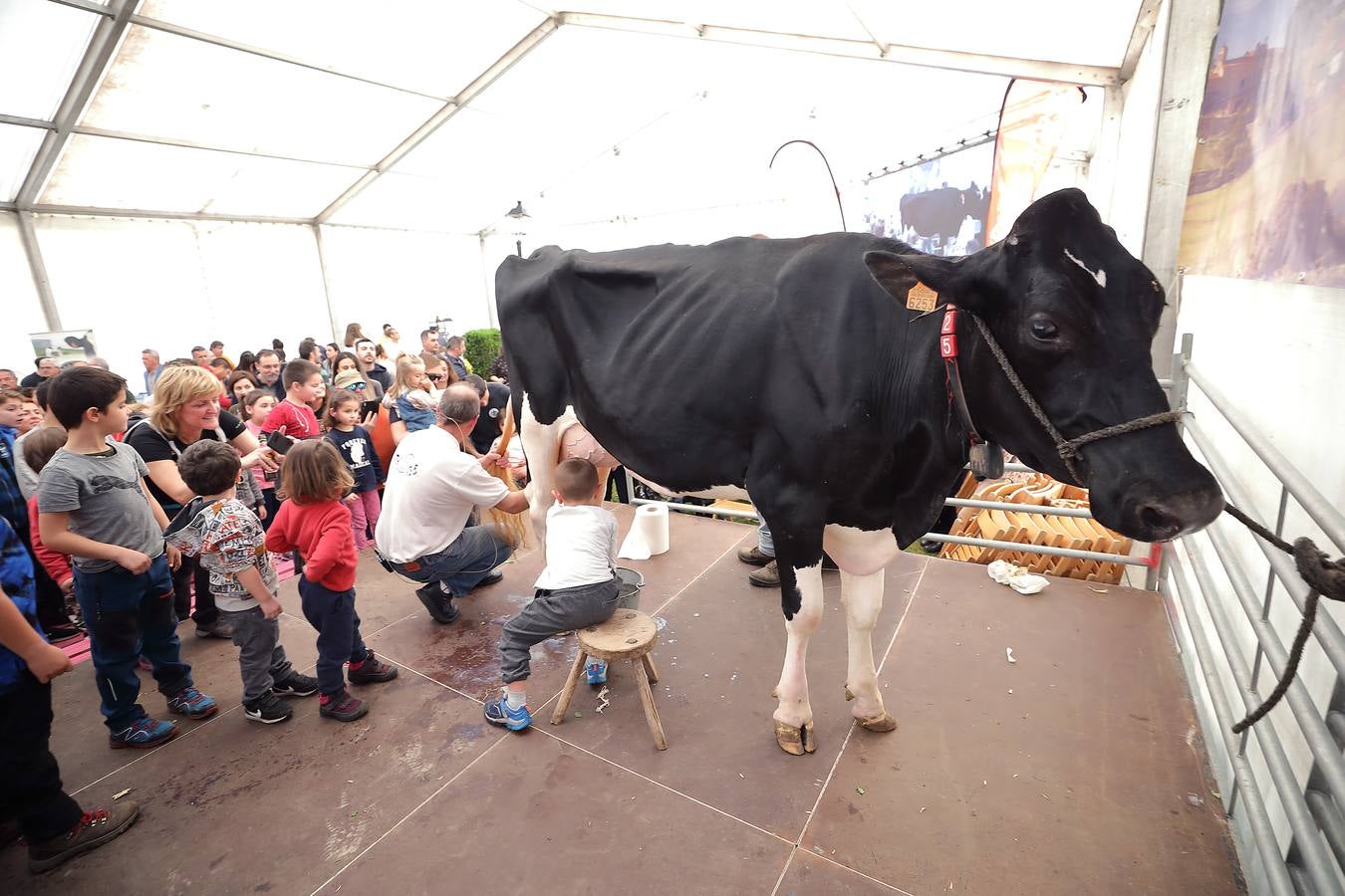 La Feria de la Leche de Trasierra ha ensalzado la labor de los ganaderos y un precio justo para la leche por cuarto año consecutivo, un evento con gran aceptación que se ha celebrado en este barrio del municipio de Ruiloba con motivo de la festividad de Santa Eulalia. 