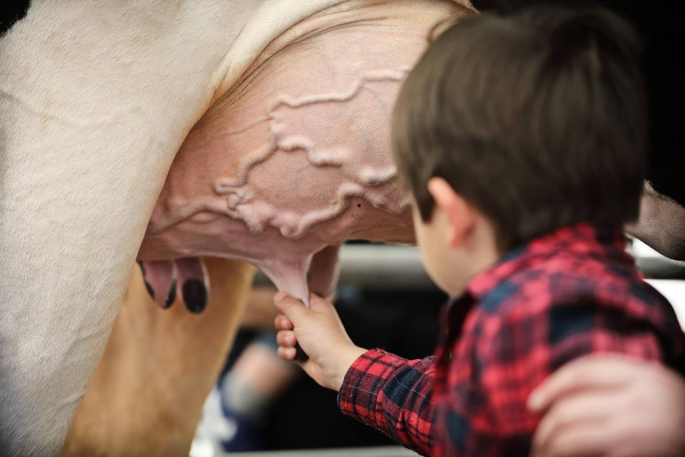 La Feria de la Leche de Trasierra ha ensalzado la labor de los ganaderos y un precio justo para la leche por cuarto año consecutivo, un evento con gran aceptación que se ha celebrado en este barrio del municipio de Ruiloba con motivo de la festividad de Santa Eulalia. 