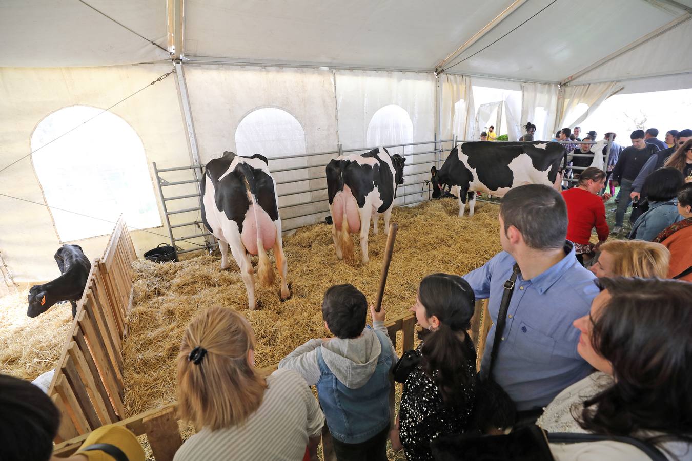 La Feria de la Leche de Trasierra ha ensalzado la labor de los ganaderos y un precio justo para la leche por cuarto año consecutivo, un evento con gran aceptación que se ha celebrado en este barrio del municipio de Ruiloba con motivo de la festividad de Santa Eulalia. 