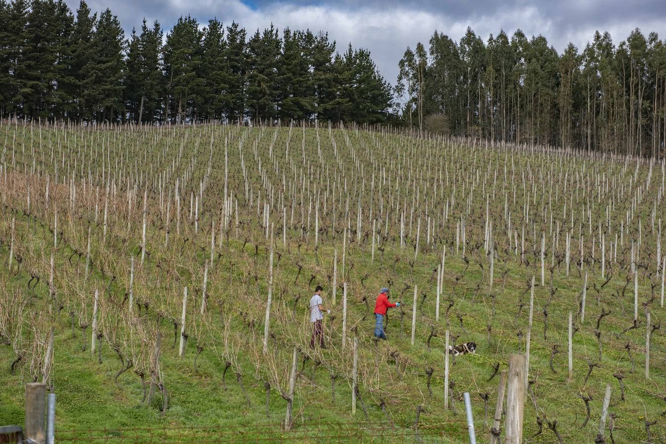 En la Casona Micaela preparan los viñedos para la temporada. 